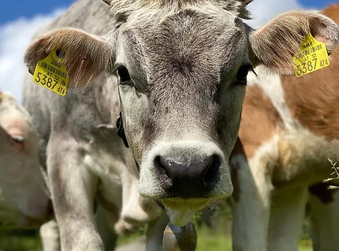 Tirolia Horská chata Kirchdorf in Tirol