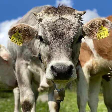 Tirolia 木屋 布肯